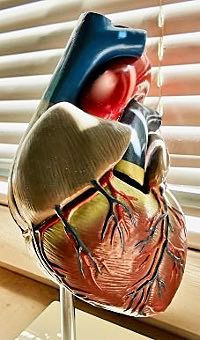 Anatomisches Herzmodell in der Praxis Dr. Bauerfeind